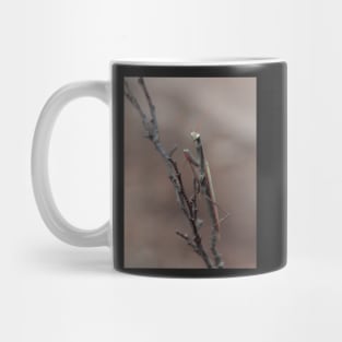 praying mantis Mug